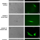 Image for article titled DNA Can Survive Sub-Orbital Spaceflight And Atmospheric Reentry